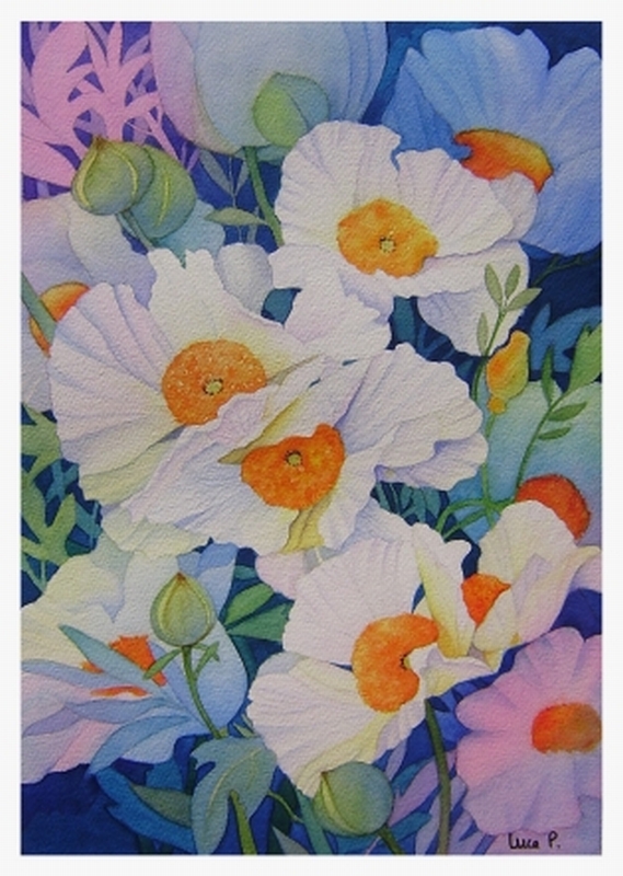 Pavots blanc