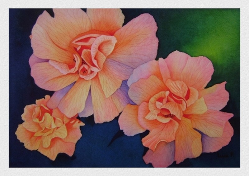 Roses ensoleilles