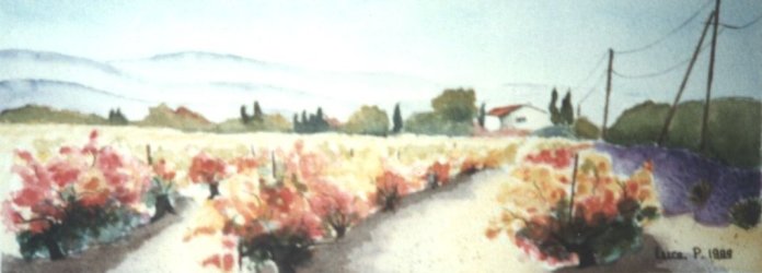 Les vignes