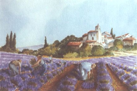 Cueilleur de lavande