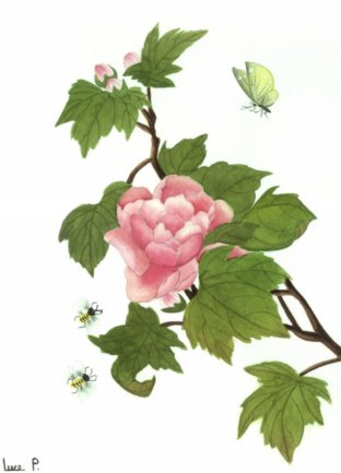 Les pivoines 2 aquarelle 40cm x 17cm