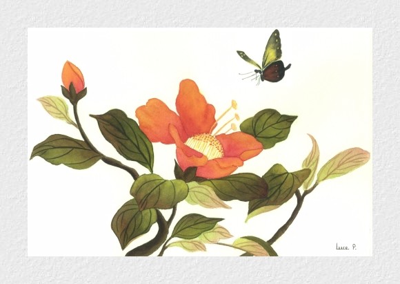 Hibiscus