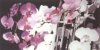 Envol&eacute;e d'orchid&eacute;es N&deg;1/3
